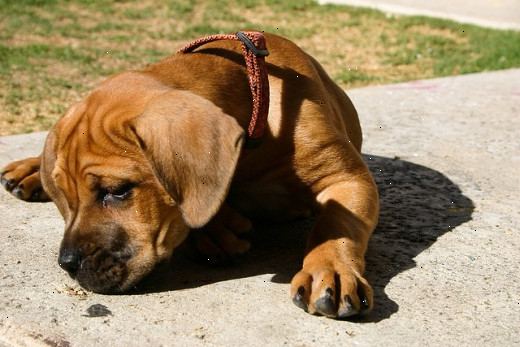 Hvordan at overbevise dine forældre til at lade dig få en lille hund. Lav en tankevækkende, dybfølt præsentation om hvorfor du skal have en hund.
